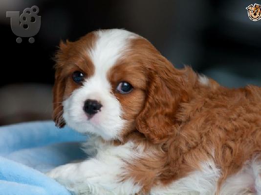 PoulaTo: Cavalier King Charles Spaniel